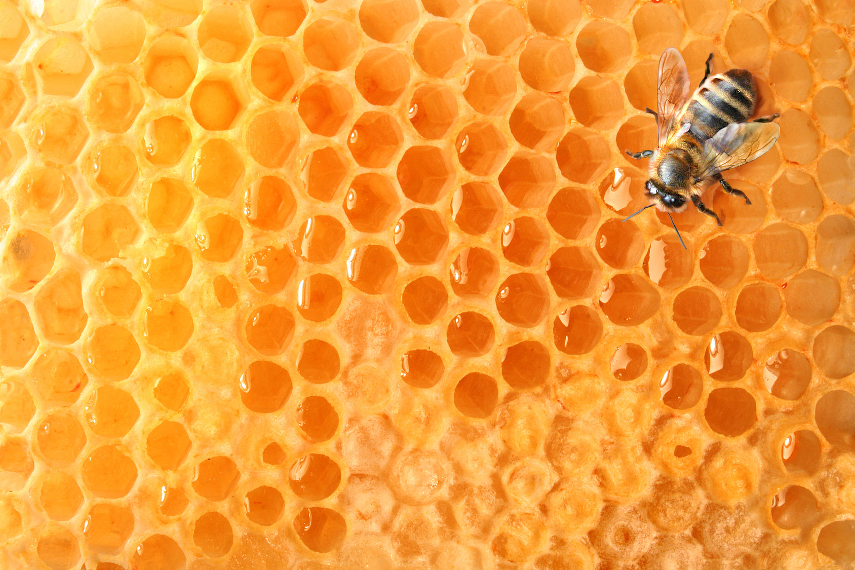 Best-Looking Honey is Packed During Winter