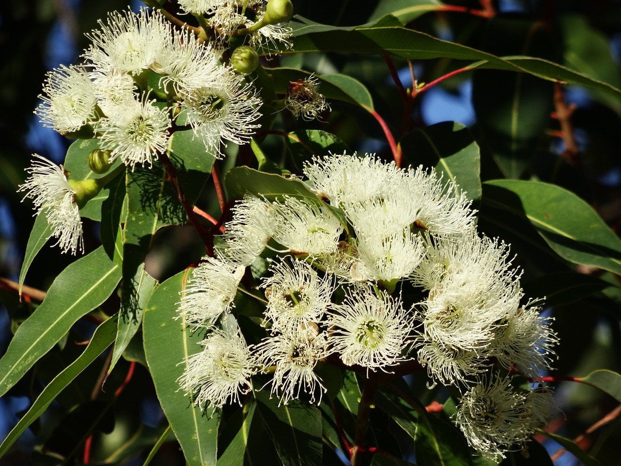 Amazing Benefits of Eucalyptus Honey