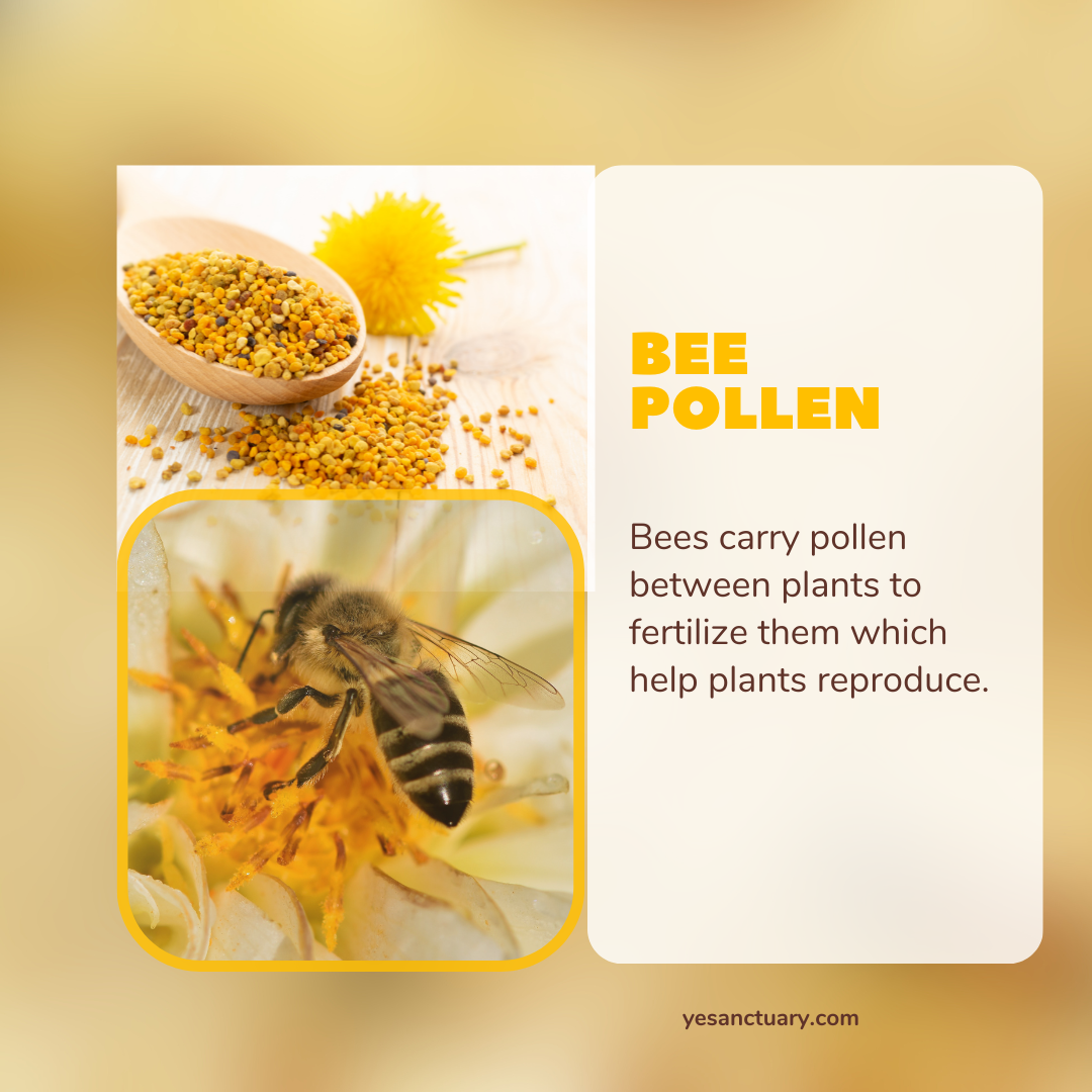 7 Benefits of Bee Pollen - What Are the Benefits of Bee Pollen