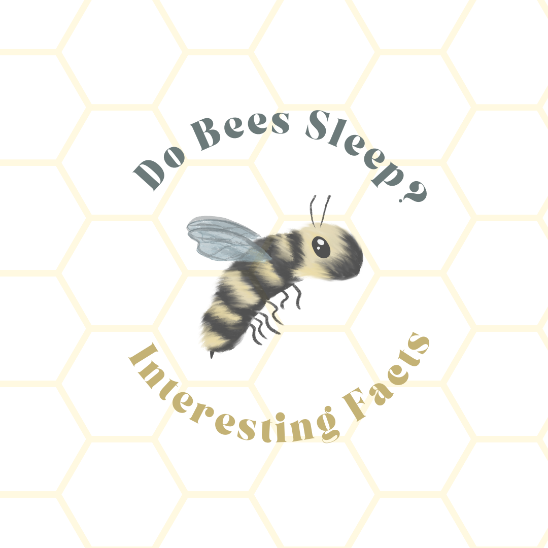 Do Bees Sleep?