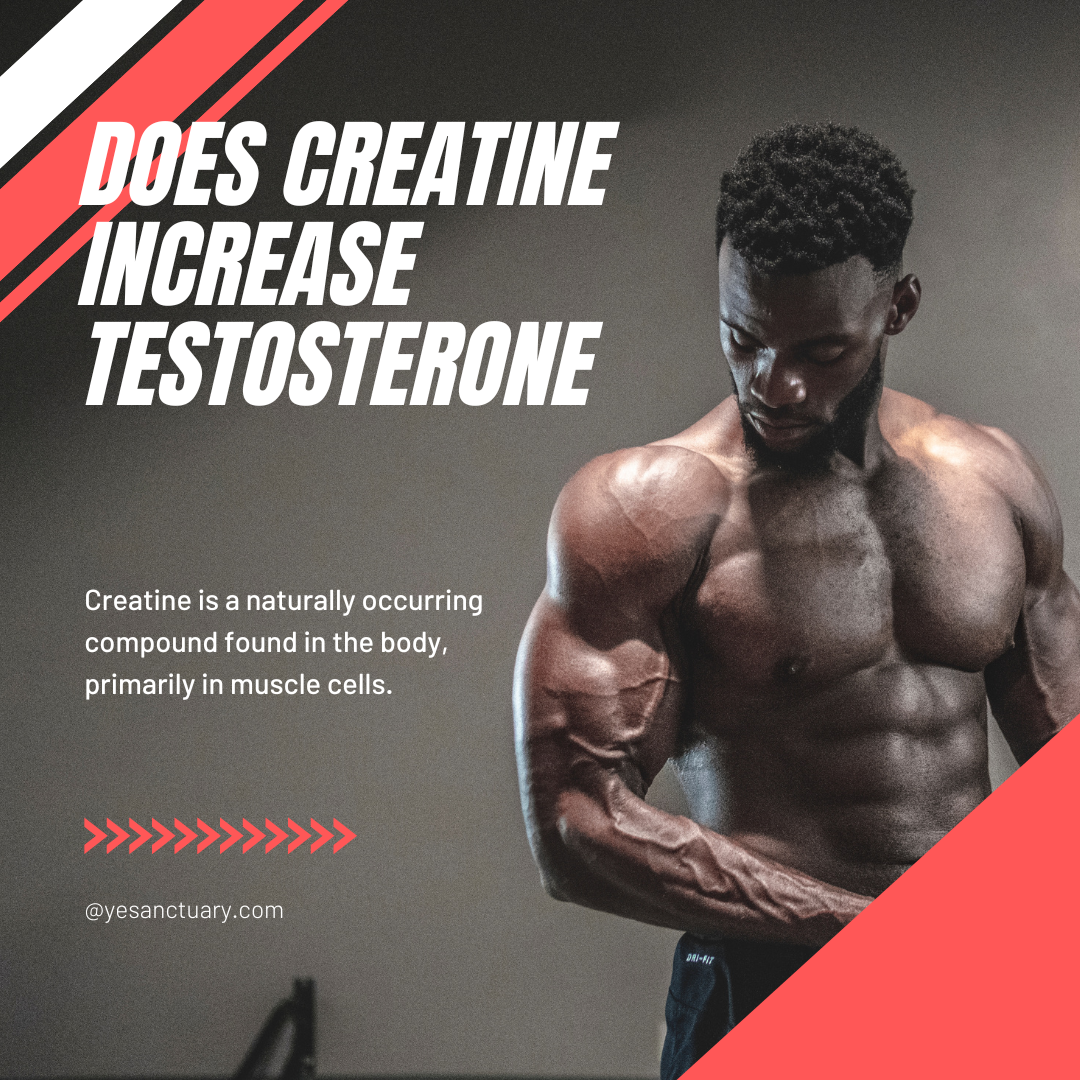 Does Creatine Increase Testosterone?