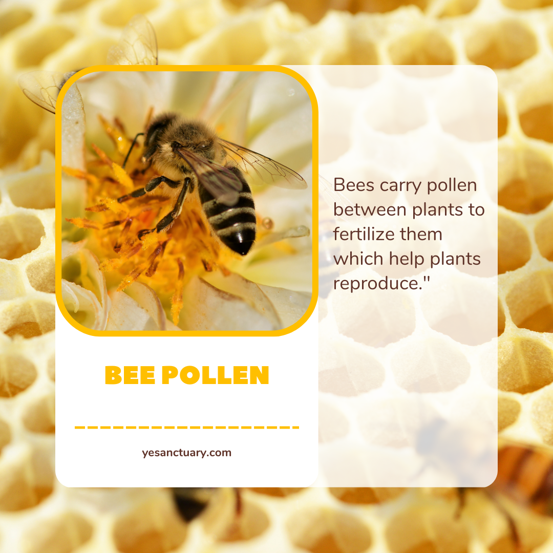 How to Eat Bee Pollen