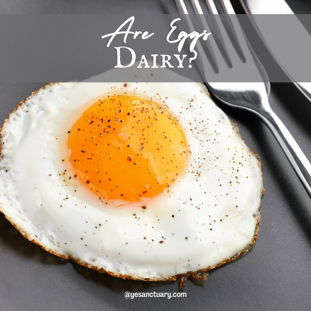 Are Eggs Dairy