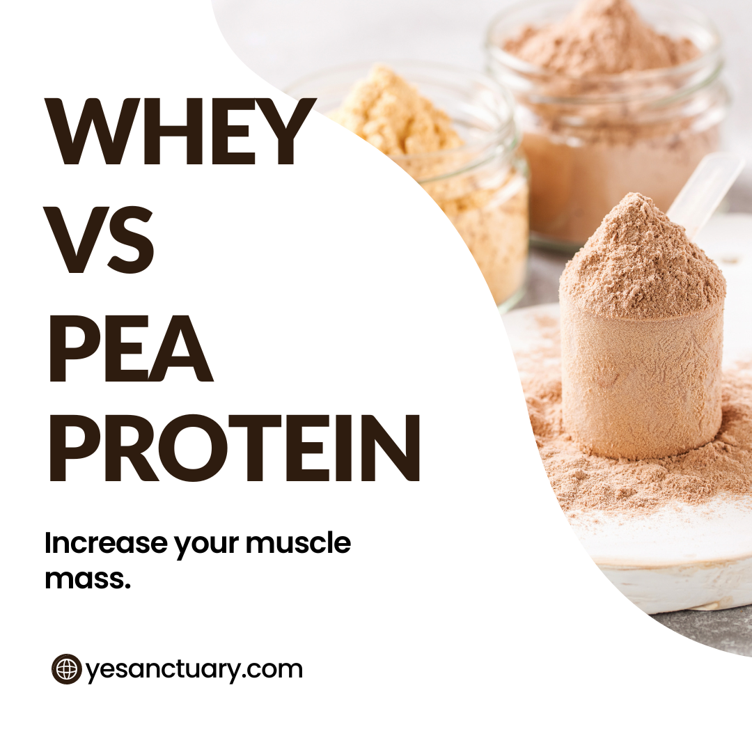 Whey vs Pea Protein