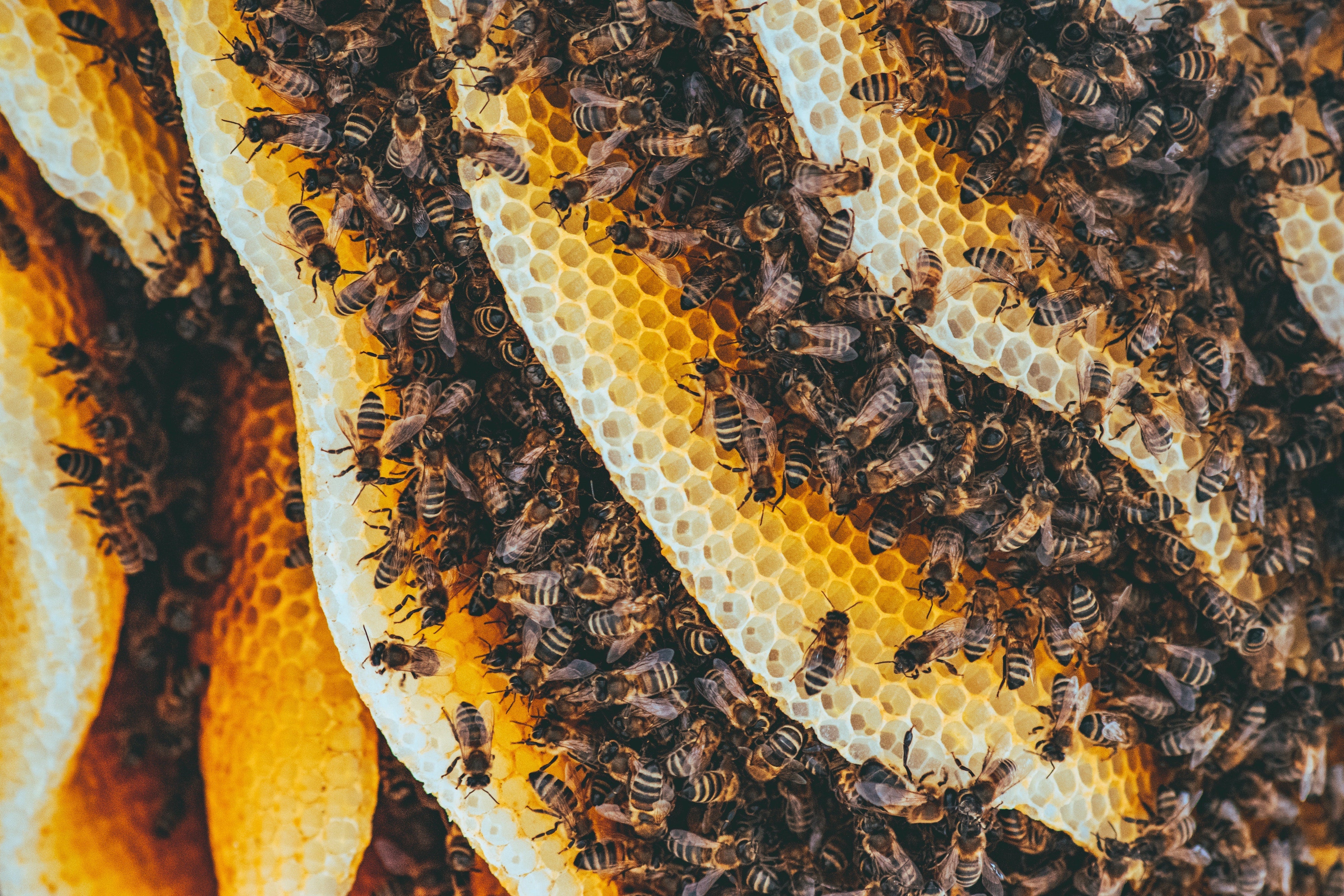 What is Wild Honey?